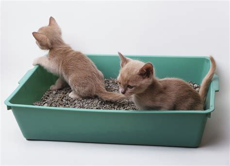 The Role of Litter Mat in Minimizing Cat Litter Tracking
